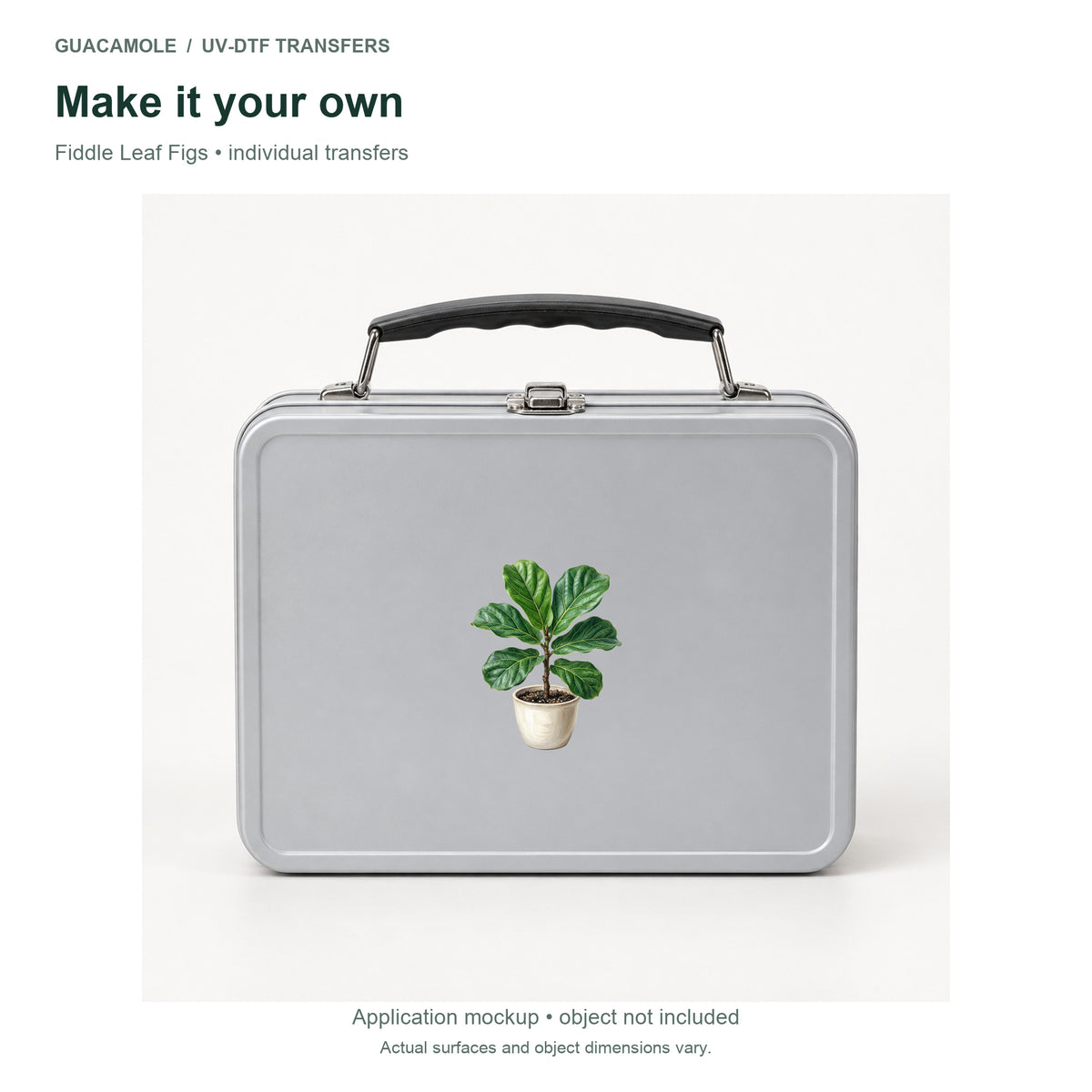 Fiddle Leaf Figs — Second application setting
