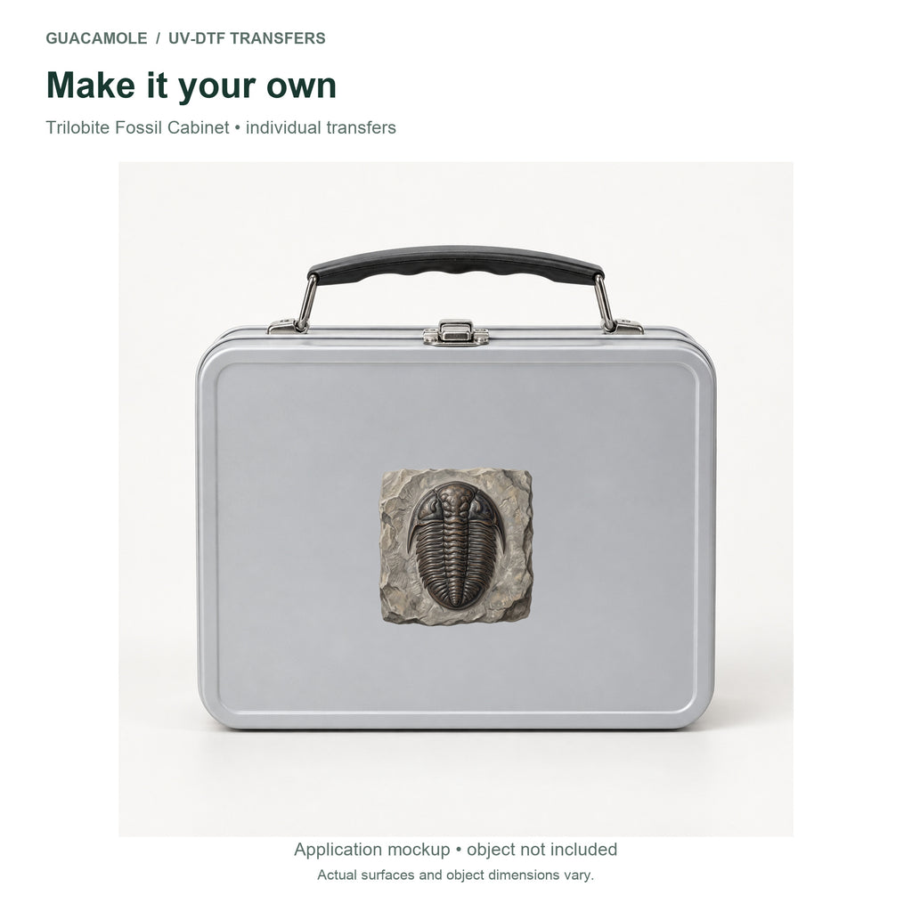 Trilobite Fossil Cabinet — Second application setting