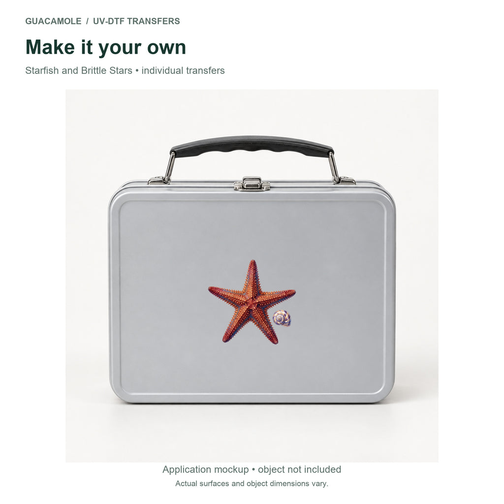 Starfish and Brittle Stars — Second application setting