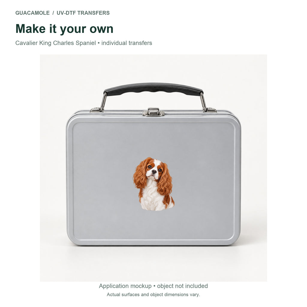 Cavalier King Charles Spaniel — Second application setting