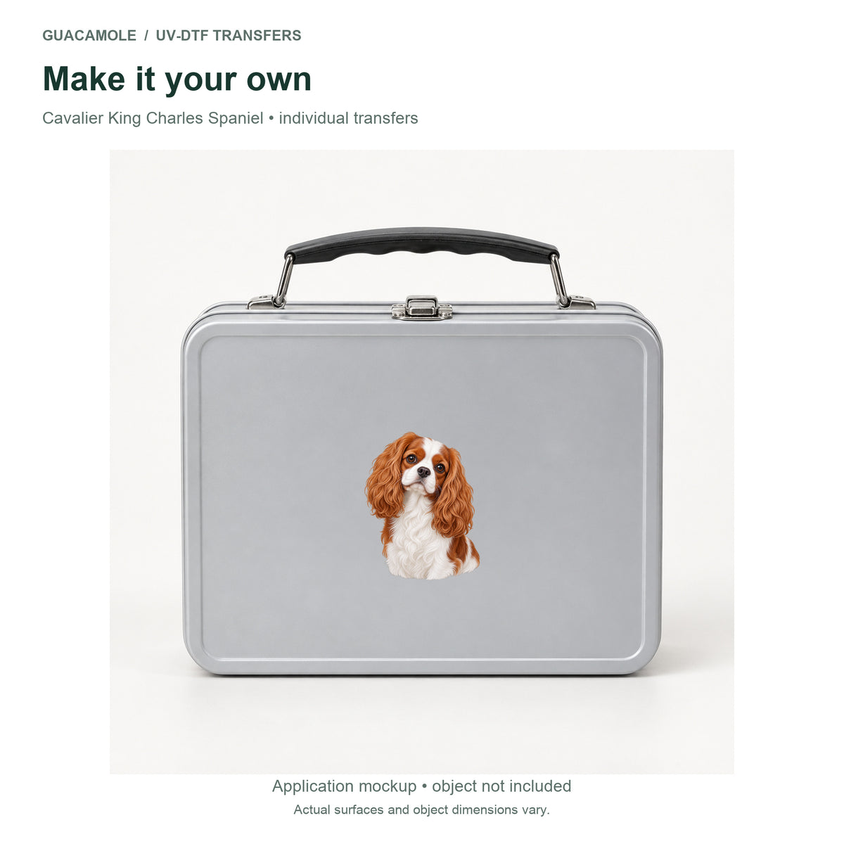 Cavalier King Charles Spaniel — Second application setting