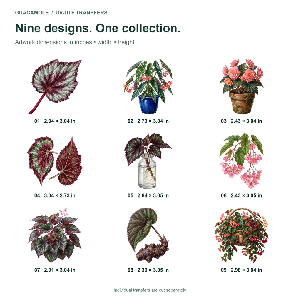 Begonia Houseplants — Nine designs and sizes