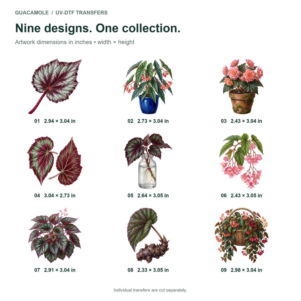 Begonia Houseplants — Nine designs and sizes