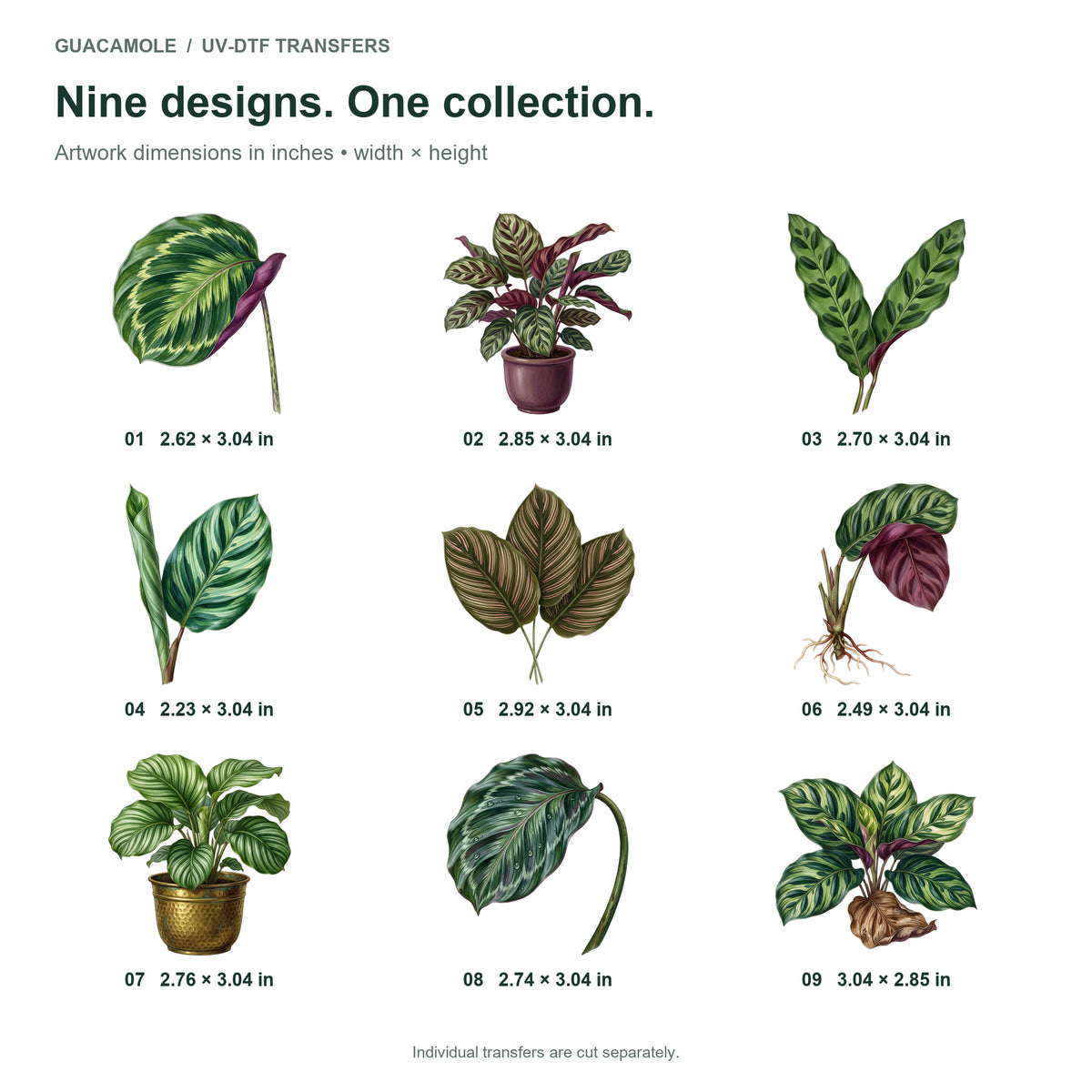 Calathea Leaf Patterns — Nine designs and sizes