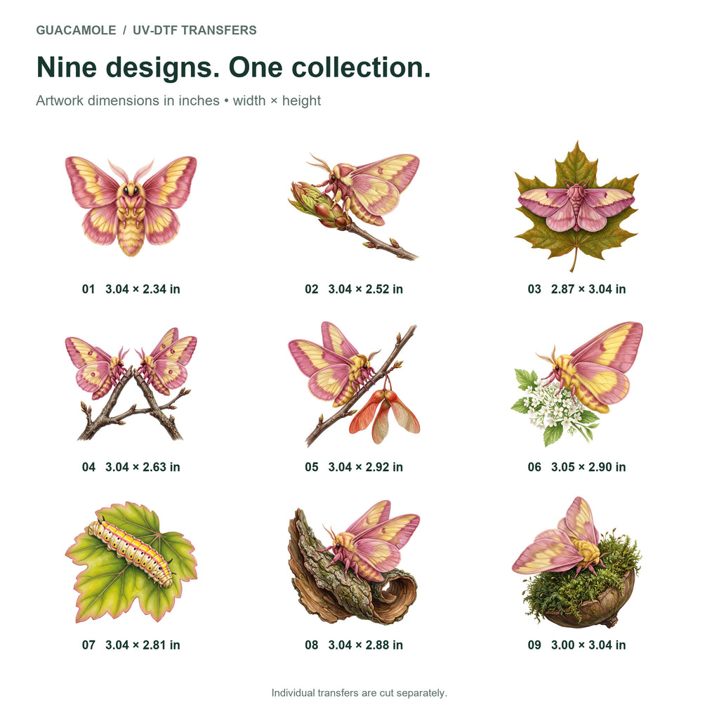 Rosy Maple Moths — Nine designs and sizes