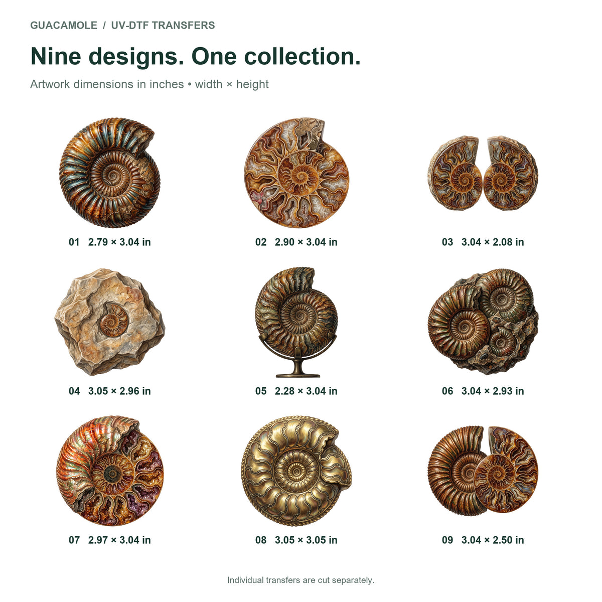 Fossil Ammonite Collection — Nine designs and sizes