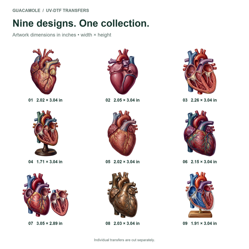 Anatomical Heart Studies — Nine designs and sizes