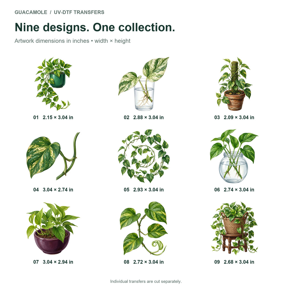 Pothos Trailing Vines — Nine designs and sizes