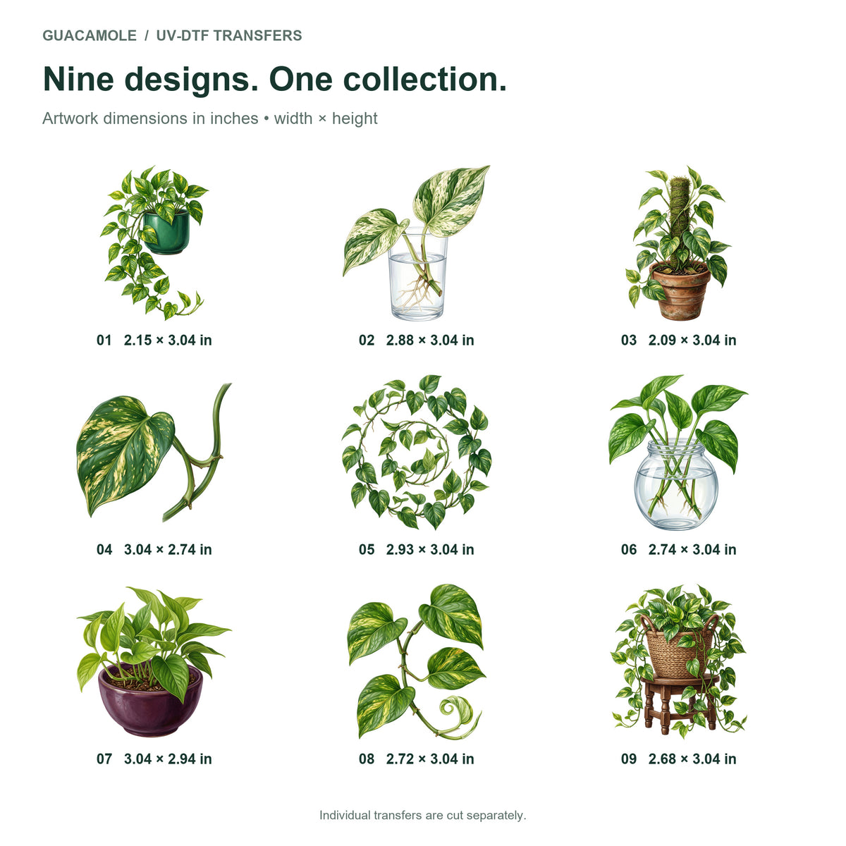 Pothos Trailing Vines — Nine designs and sizes