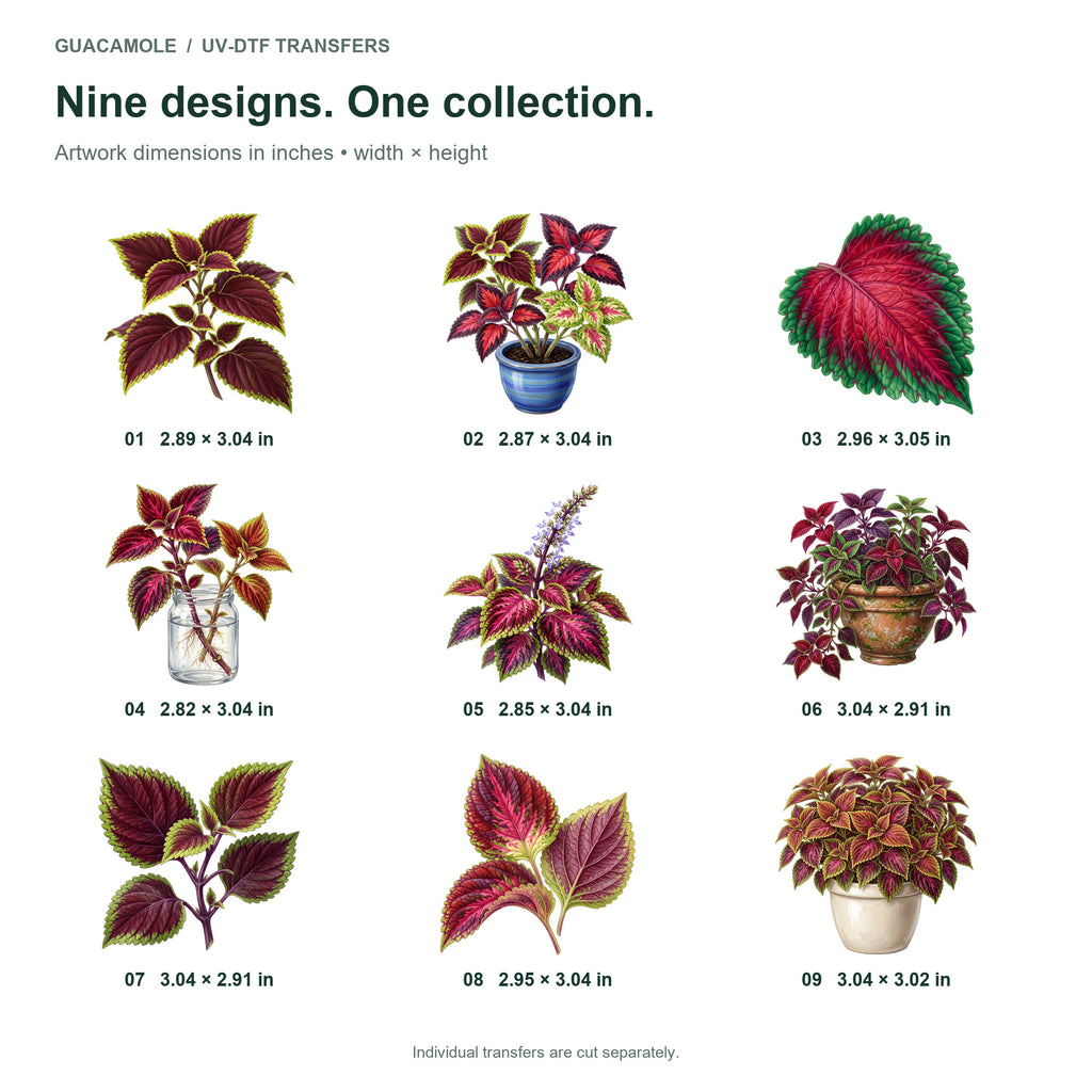 Coleus Painted Foliage — Nine designs and sizes