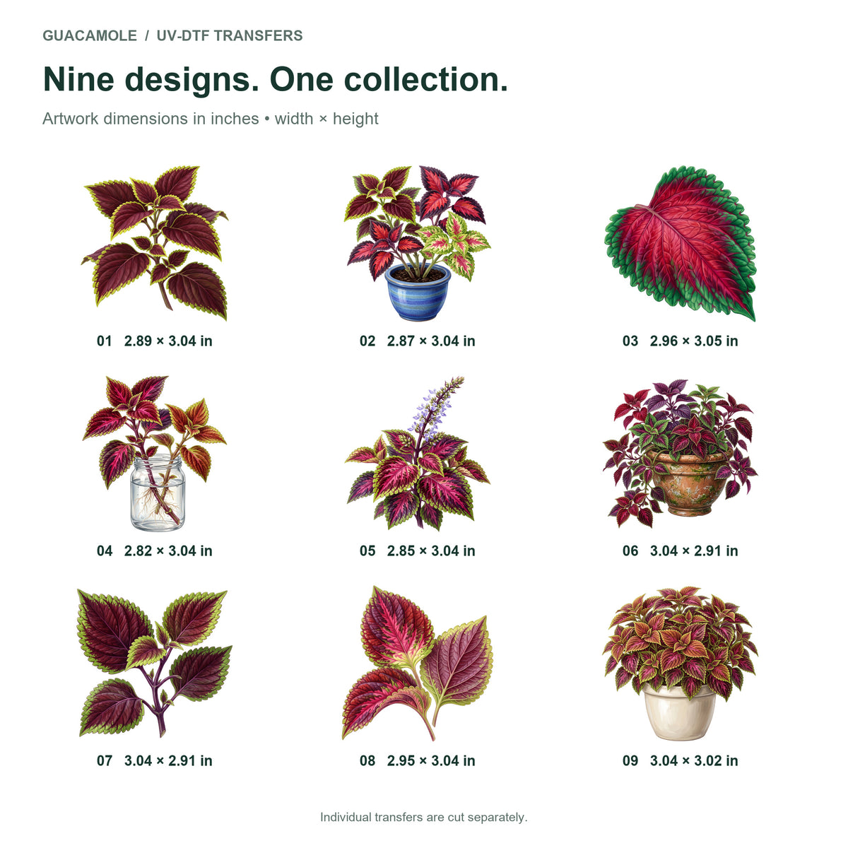 Coleus Painted Foliage — Nine designs and sizes