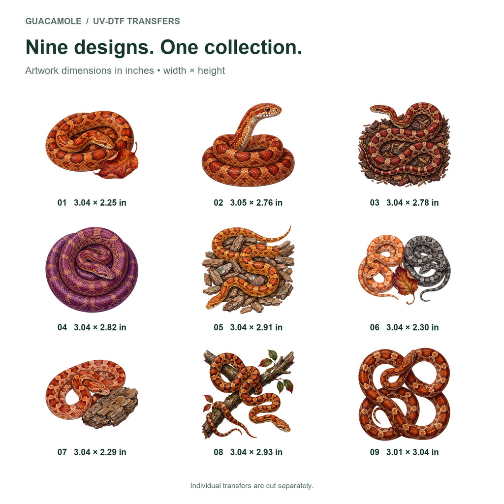 Corn Snake Colors — Nine designs and sizes