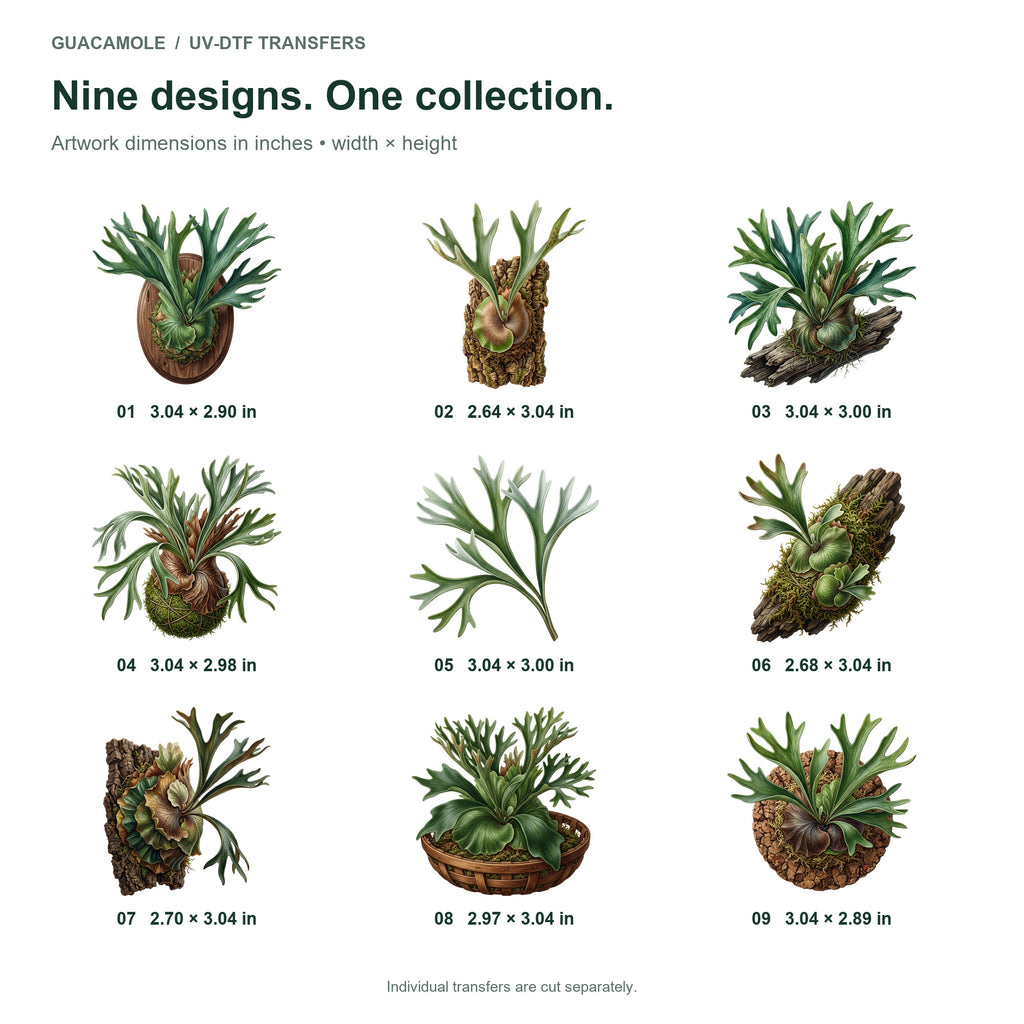 Staghorn Fern Mounts — Nine designs and sizes