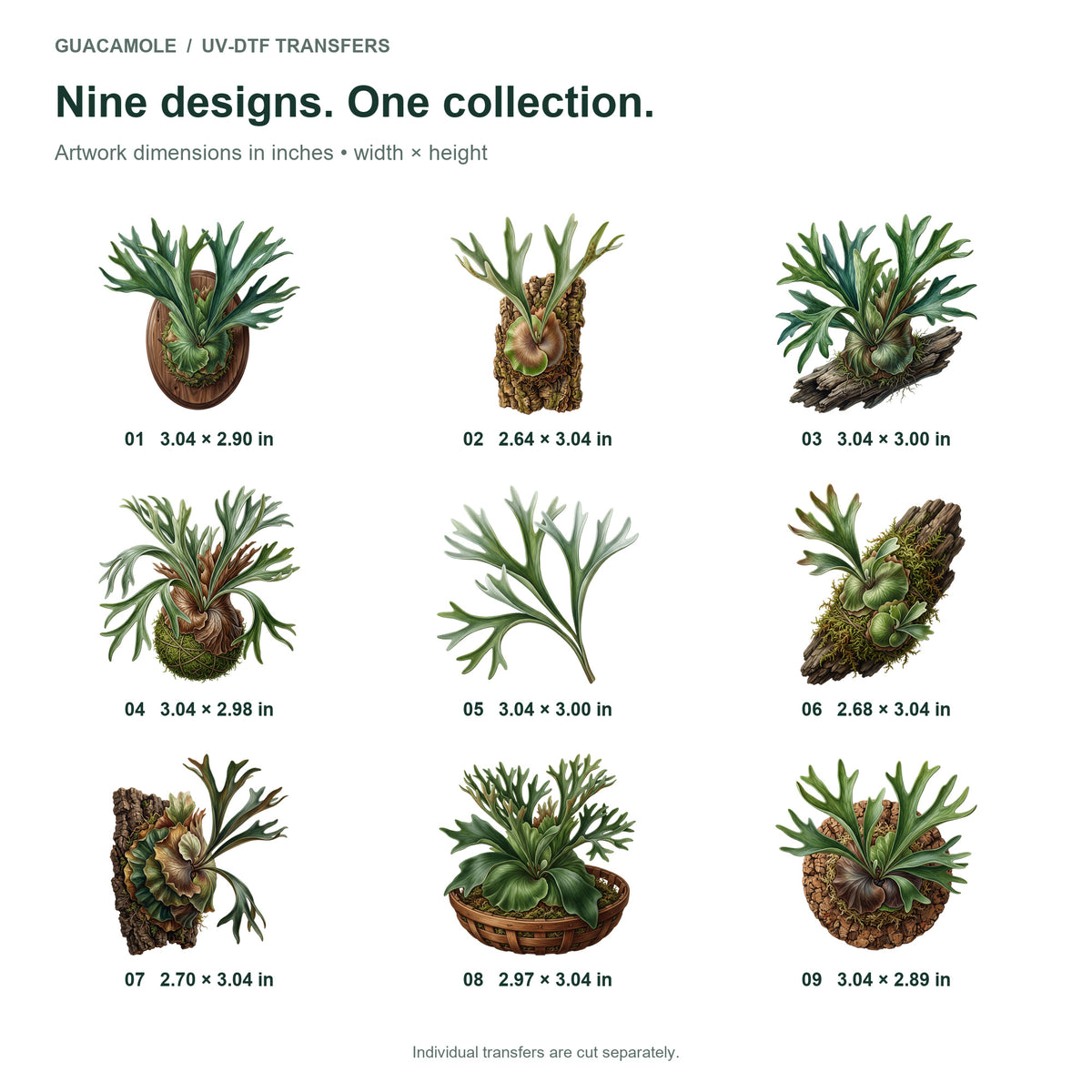 Staghorn Fern Mounts — Nine designs and sizes