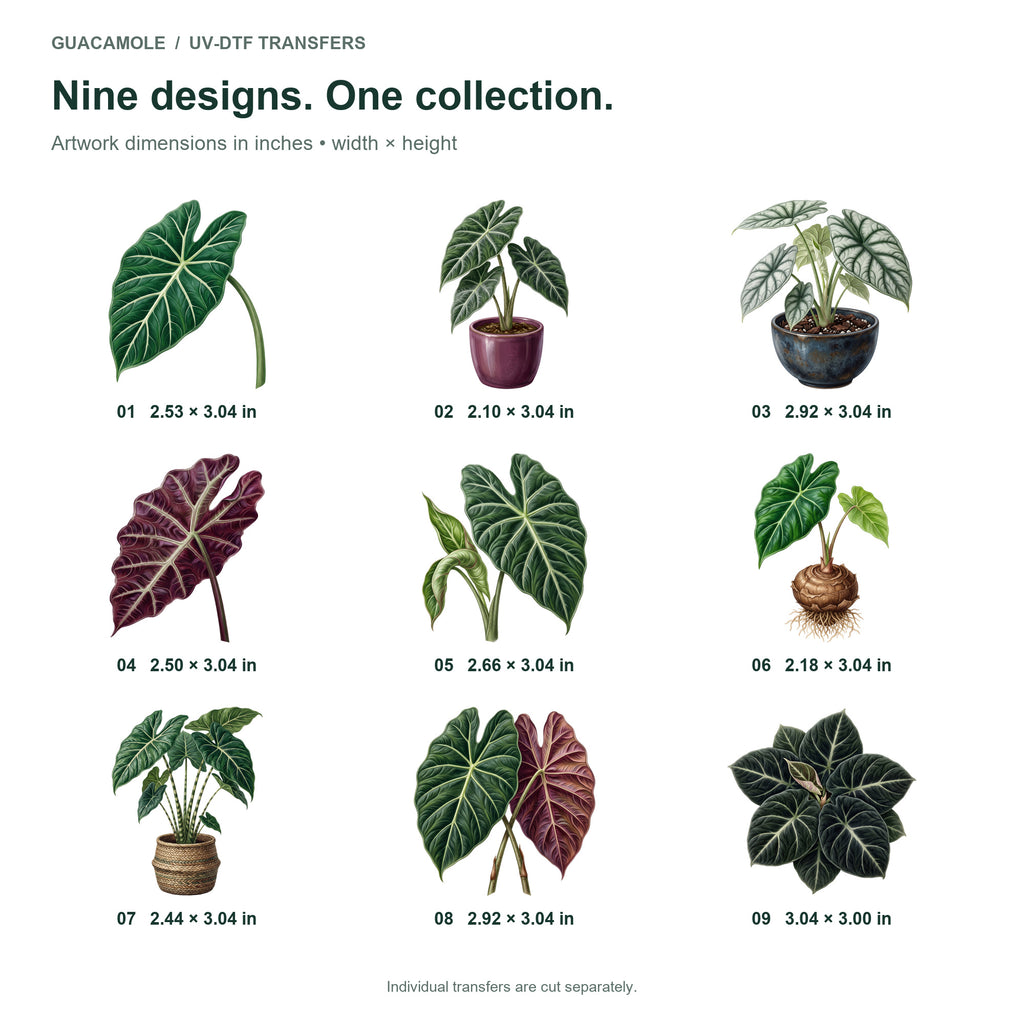 Alocasia Elephant Ears — Nine designs and sizes