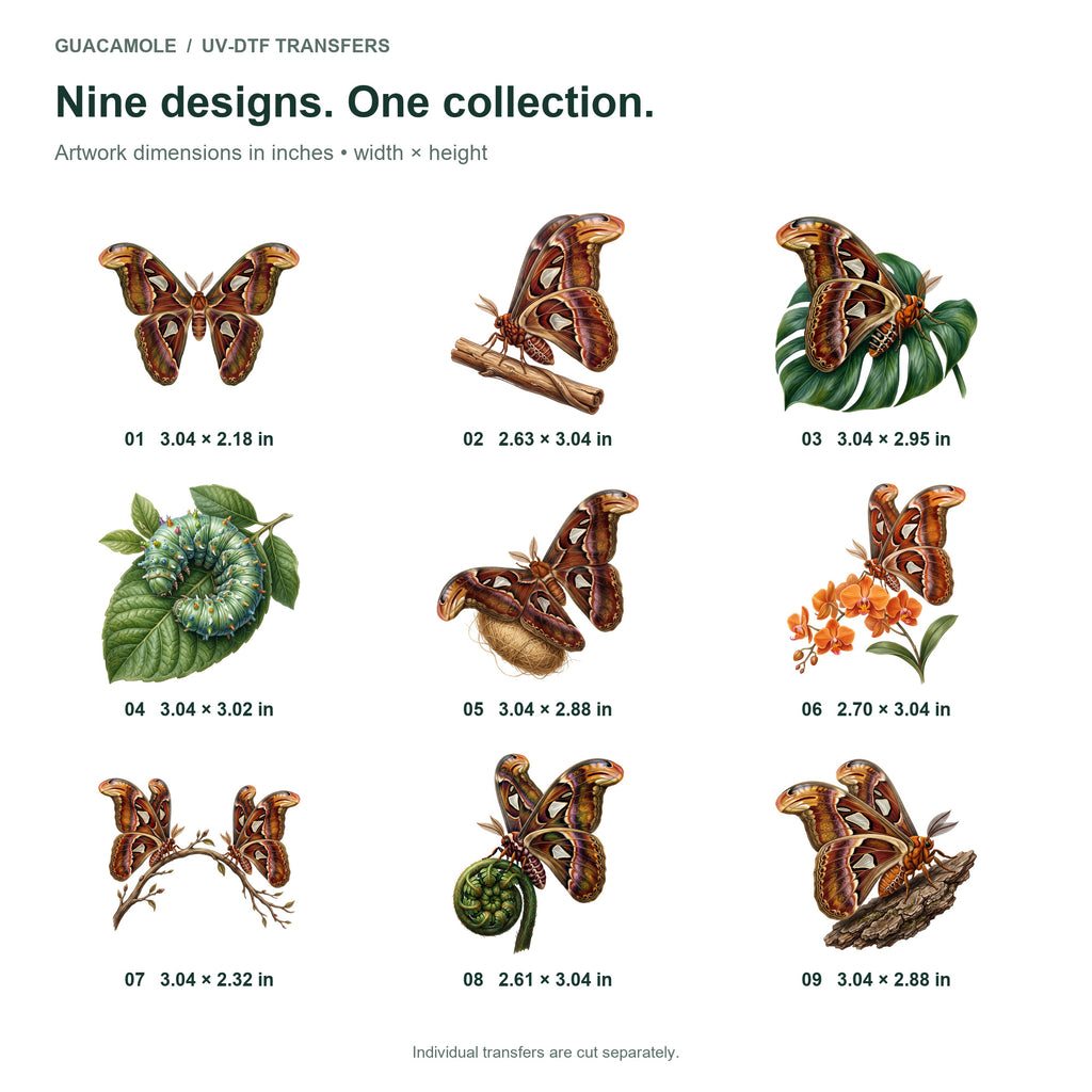 Atlas Moth Collection — Nine designs and sizes