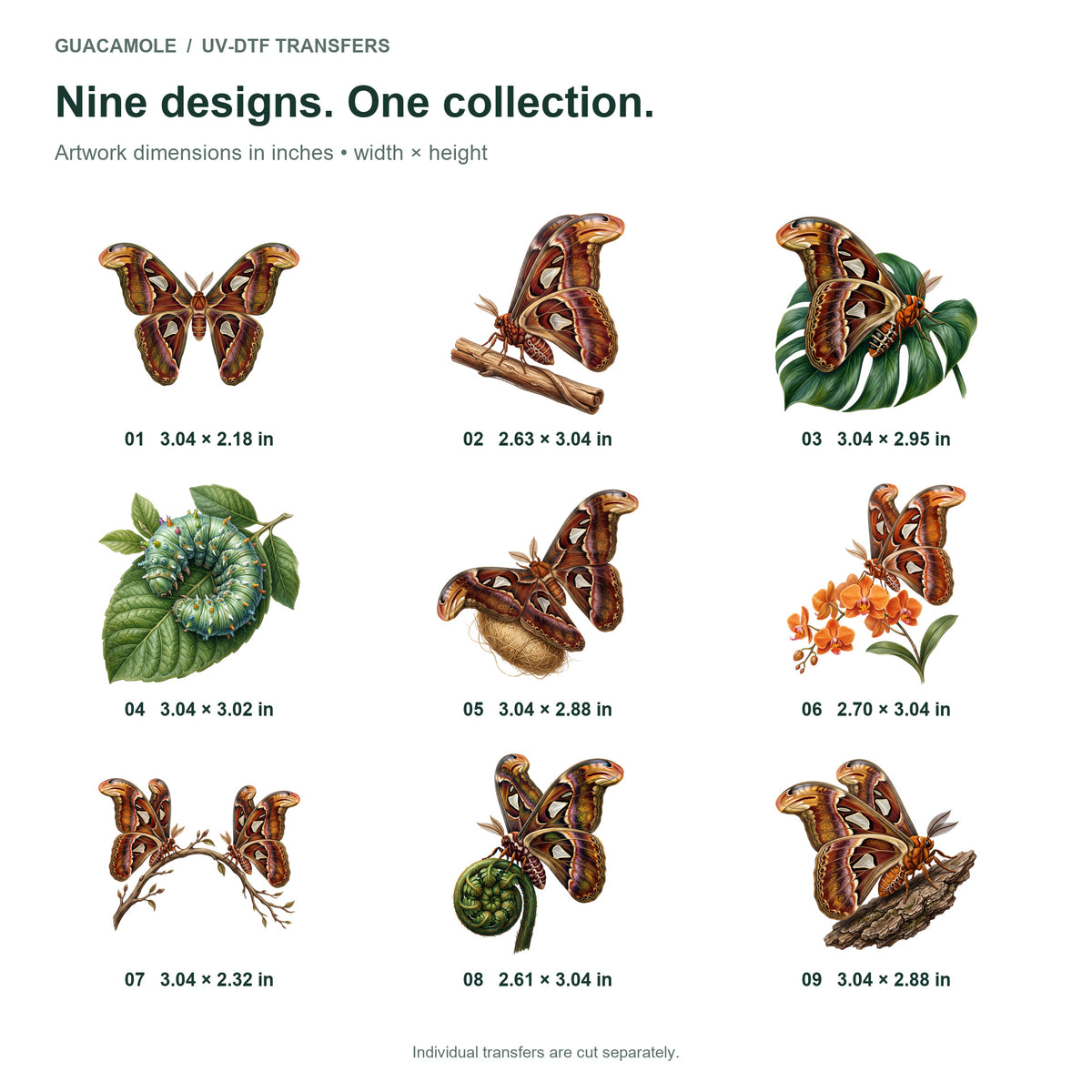 Atlas Moth Collection — Nine designs and sizes