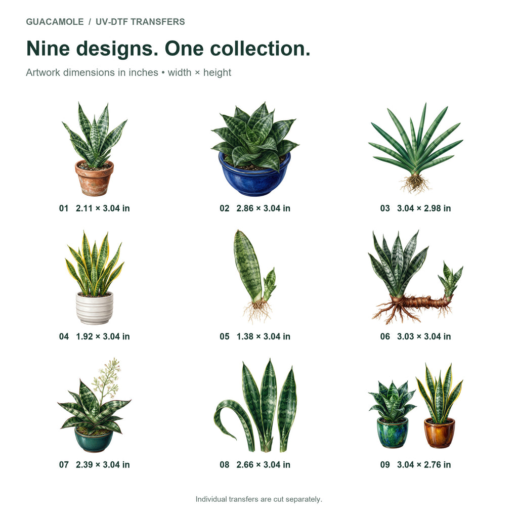 Snake Plant Collection — Nine designs and sizes