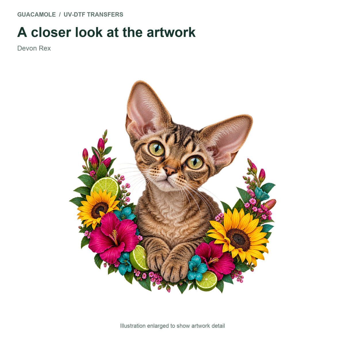Devon Rex — Artwork detail