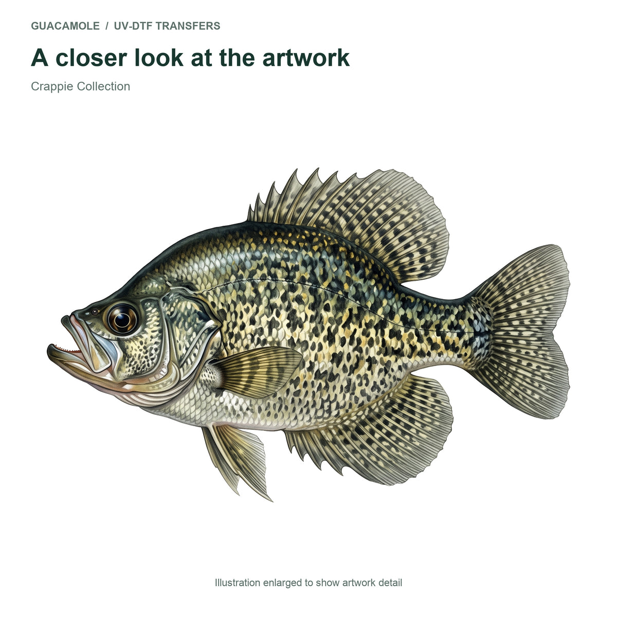 Crappie Collection — Artwork detail