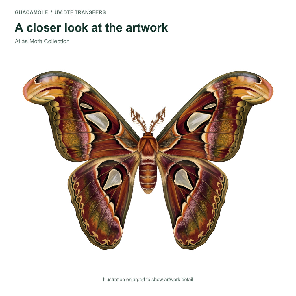 Atlas Moth Collection — Artwork detail