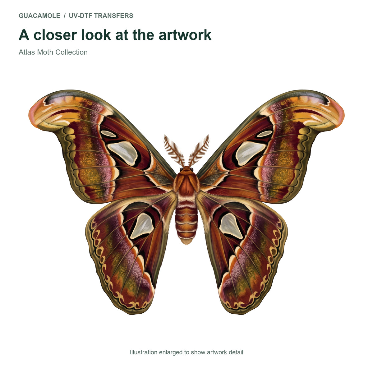 Atlas Moth Collection — Artwork detail