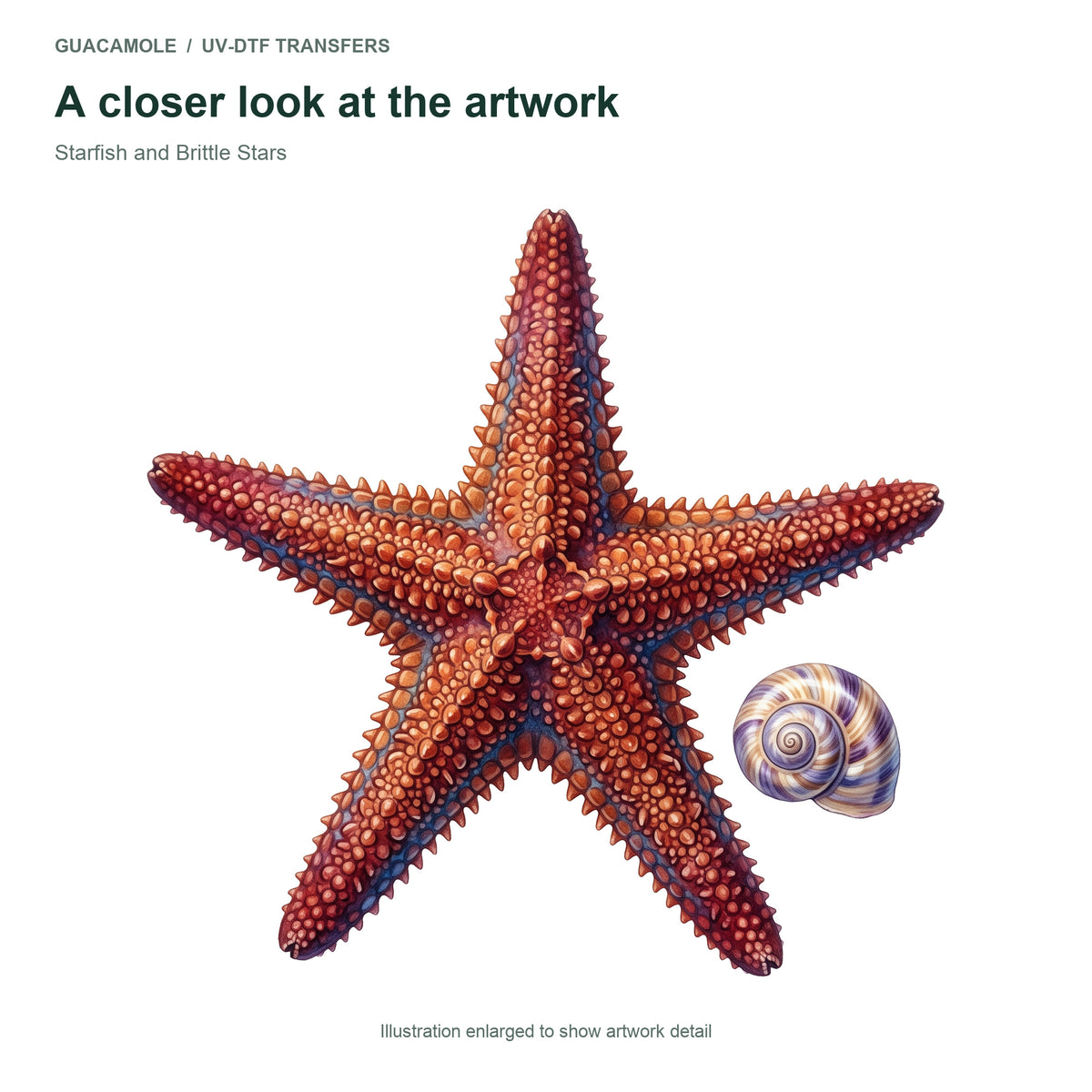 Starfish and Brittle Stars — Artwork detail