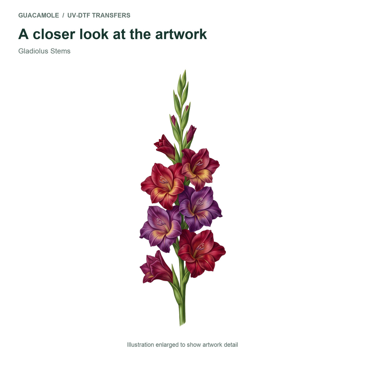 Gladiolus Stems — Artwork detail