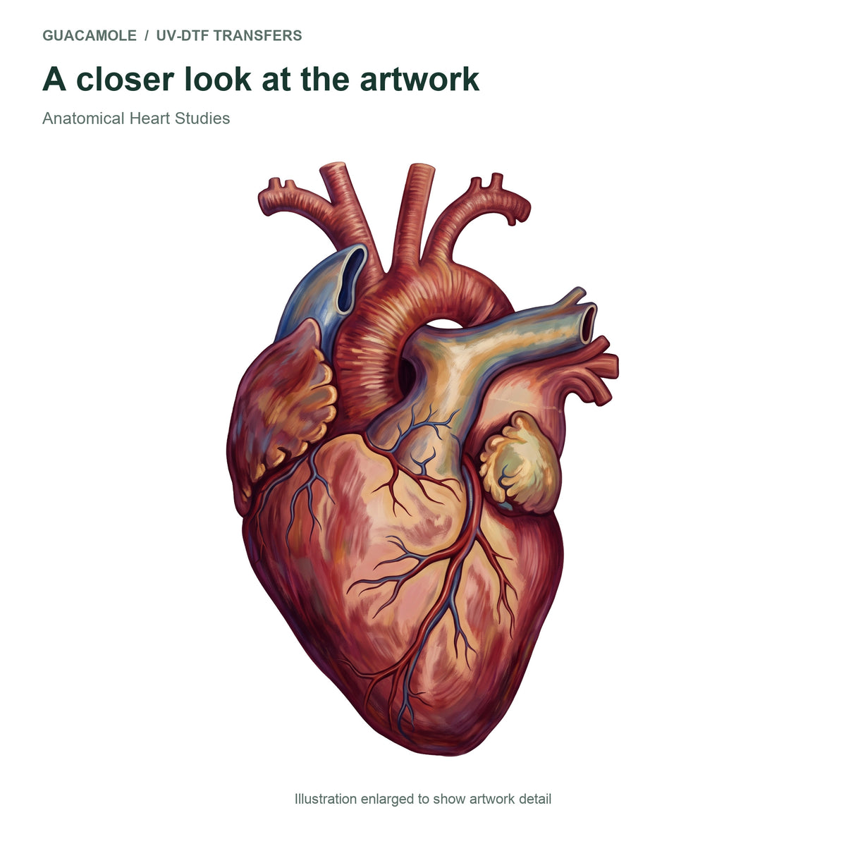 Anatomical Heart Studies — Artwork detail