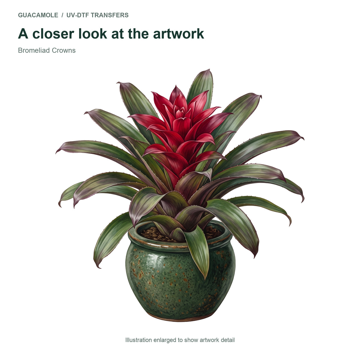 Bromeliad Crowns — Artwork detail
