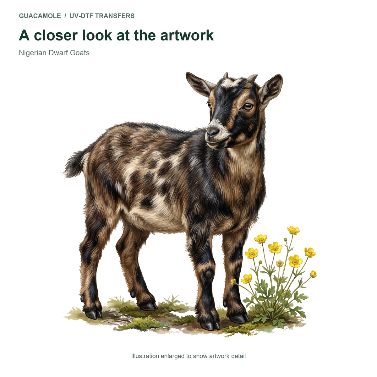 Nigerian Dwarf Goats — Artwork detail