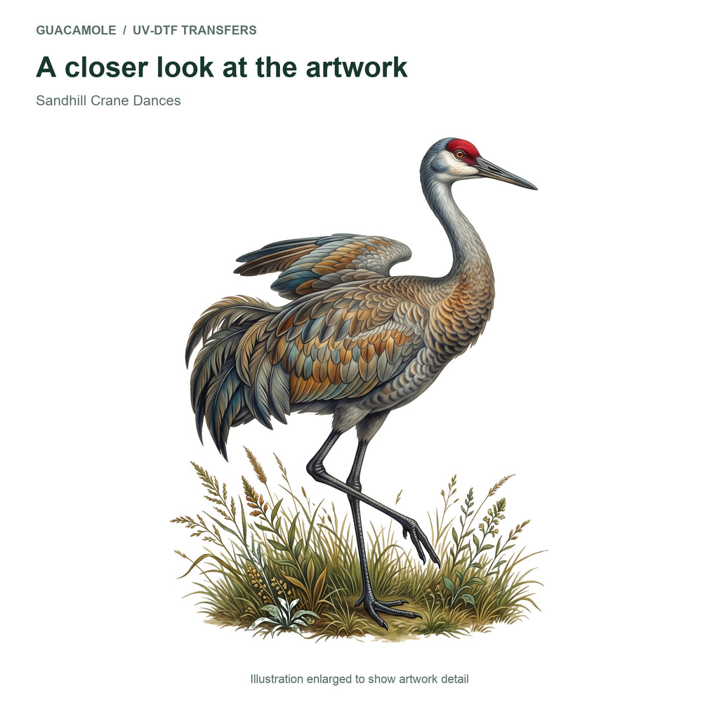 Sandhill Crane Dances — Artwork detail