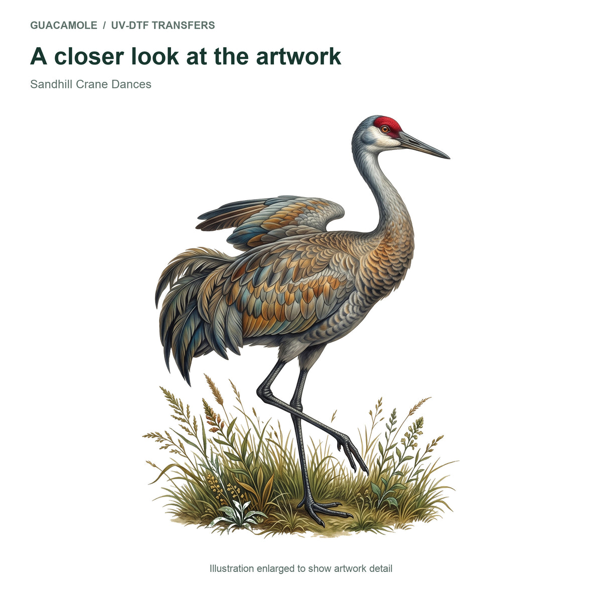 Sandhill Crane Dances — Artwork detail