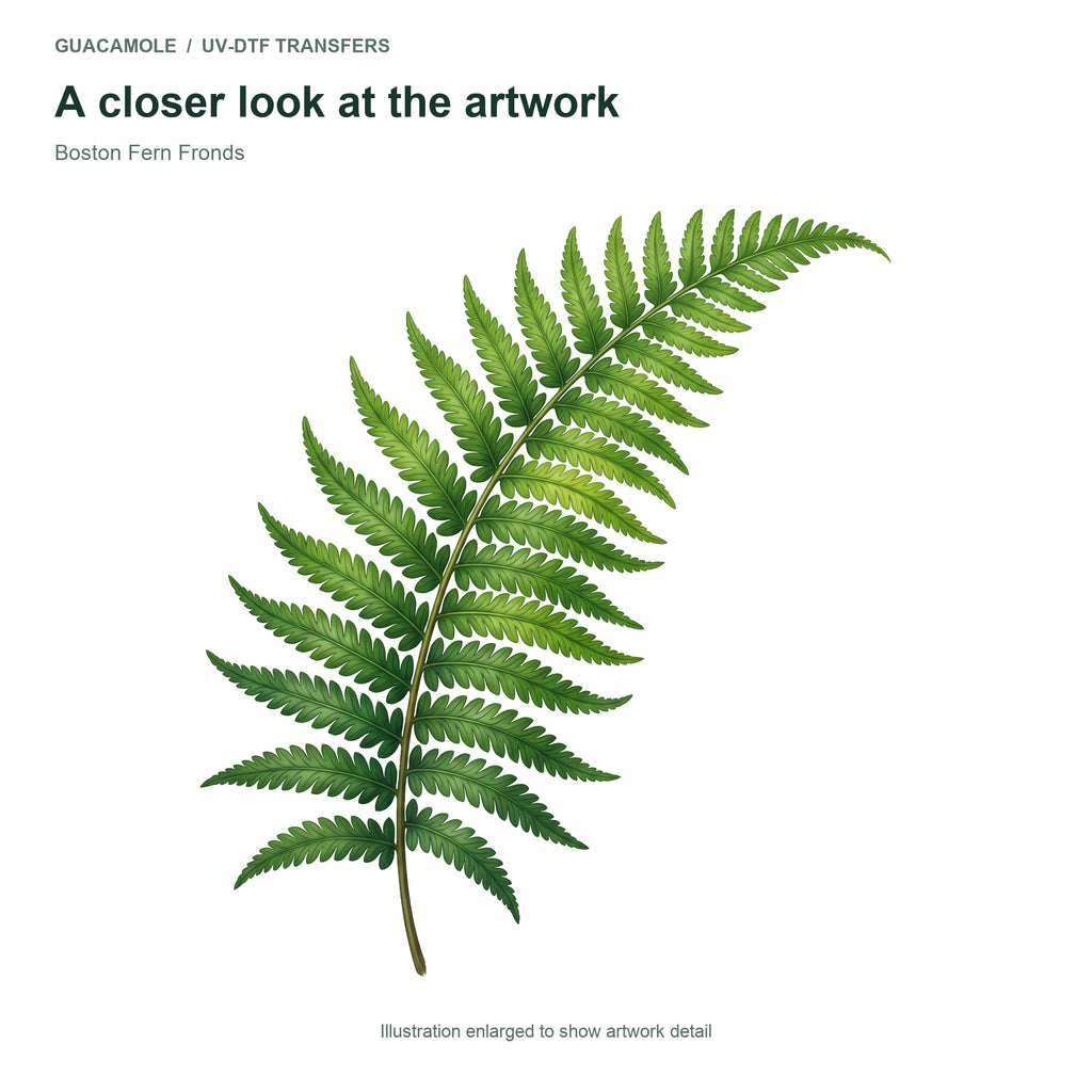 Boston Fern Fronds — Artwork detail