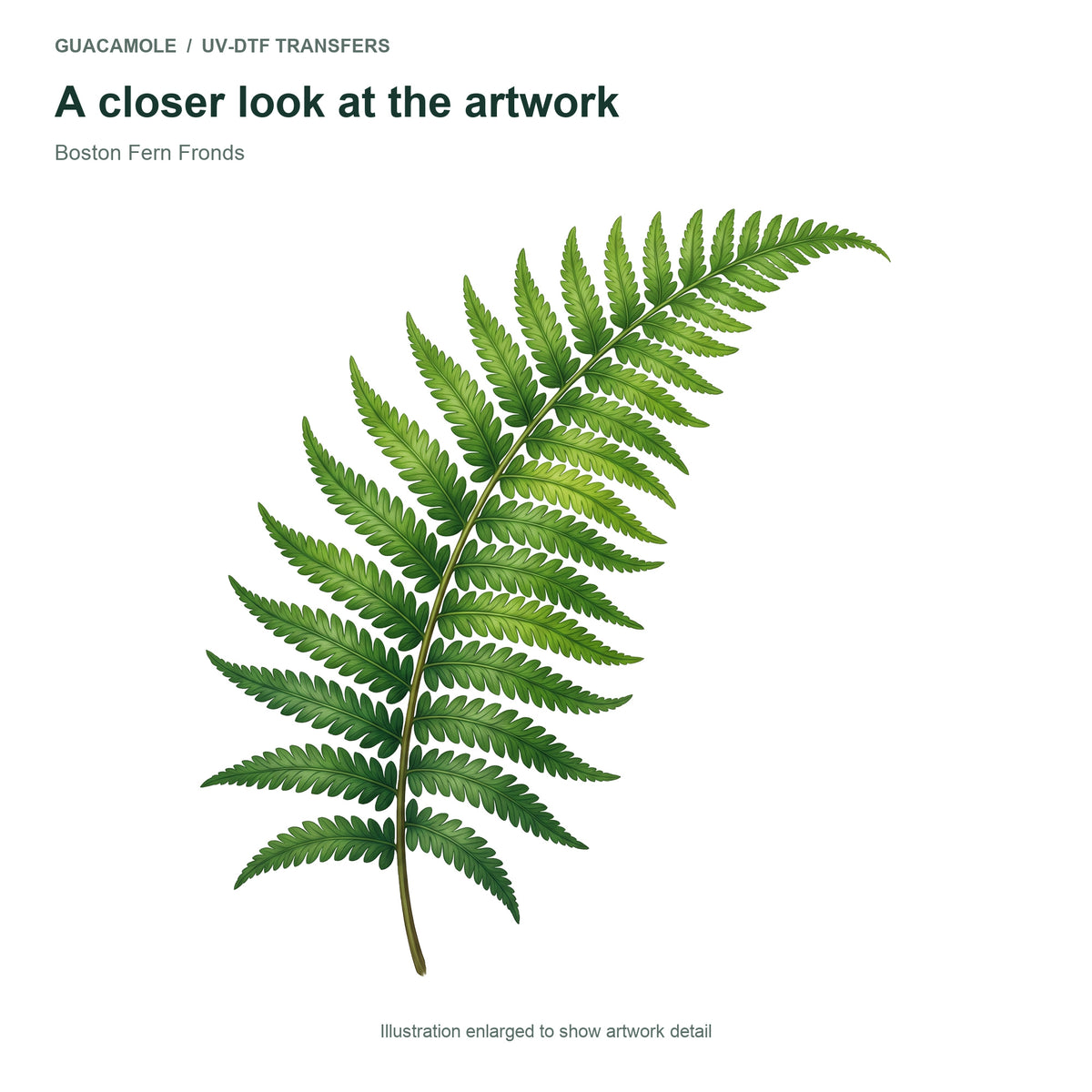Boston Fern Fronds — Artwork detail
