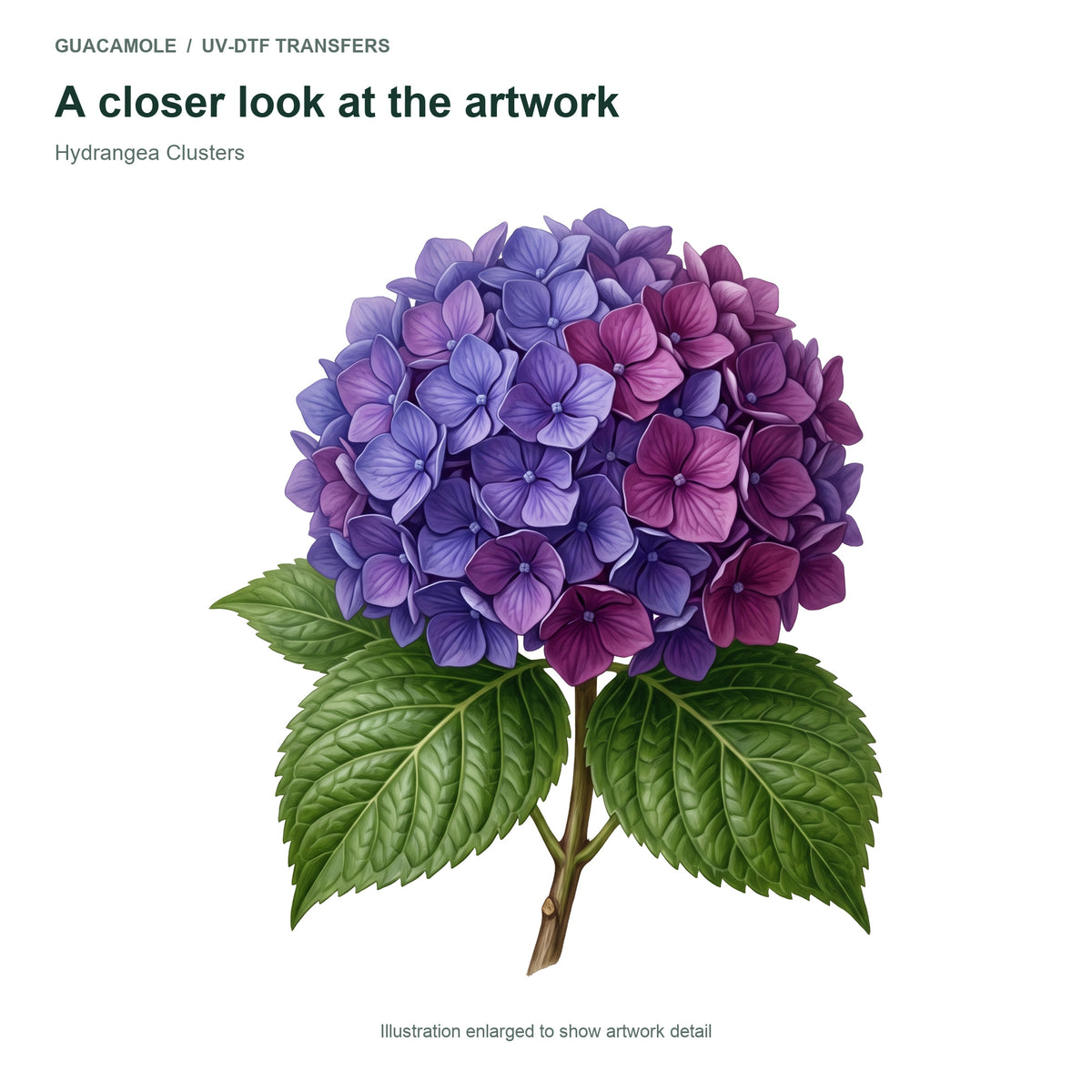 Hydrangea Clusters — Artwork detail