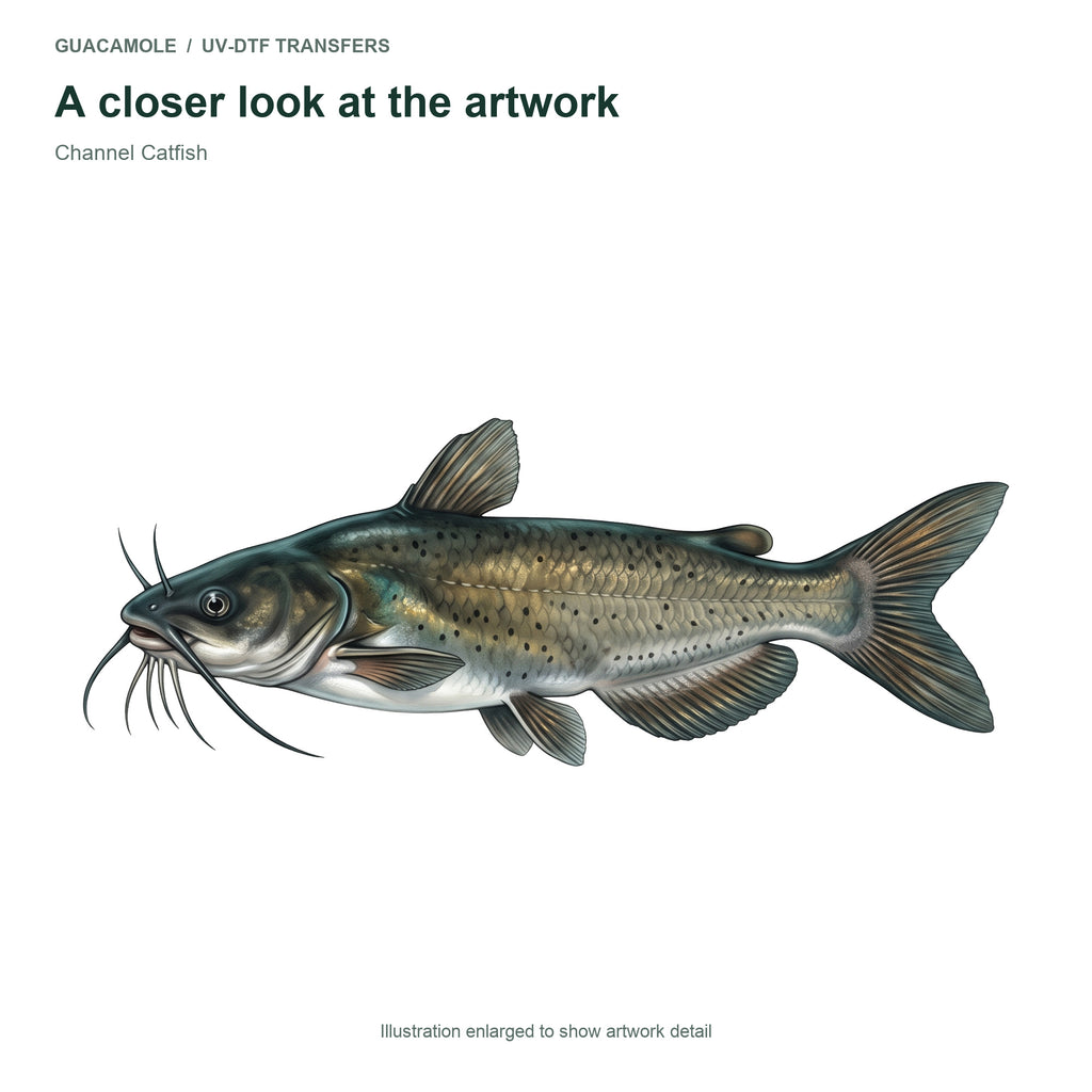 Channel Catfish — Artwork detail
