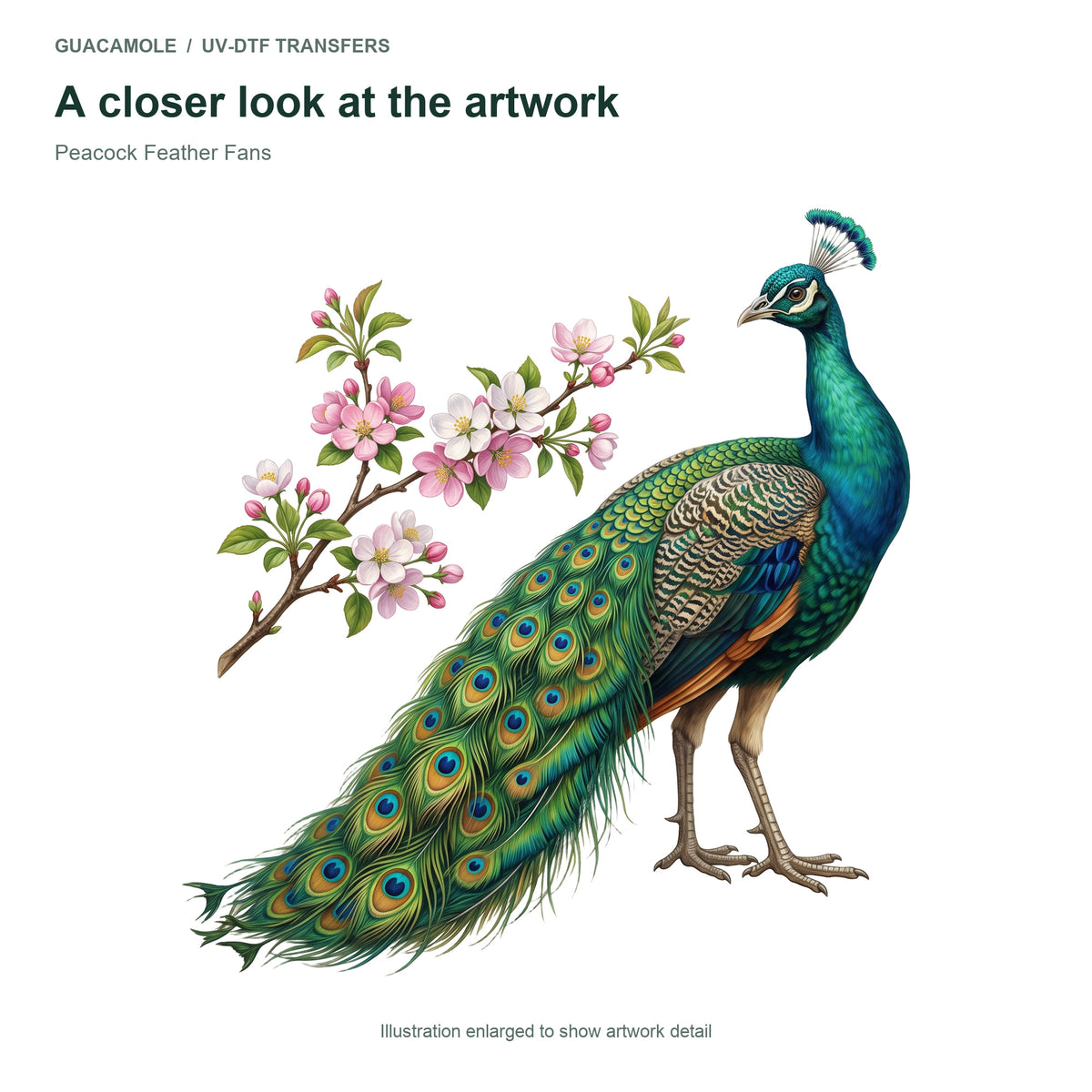 Peacock Feather Fans — Artwork detail