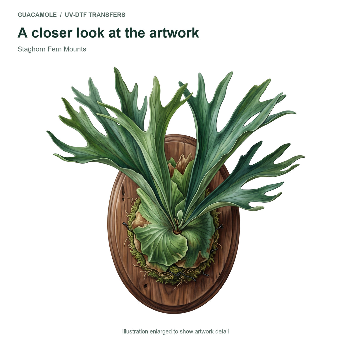 Staghorn Fern Mounts — Artwork detail