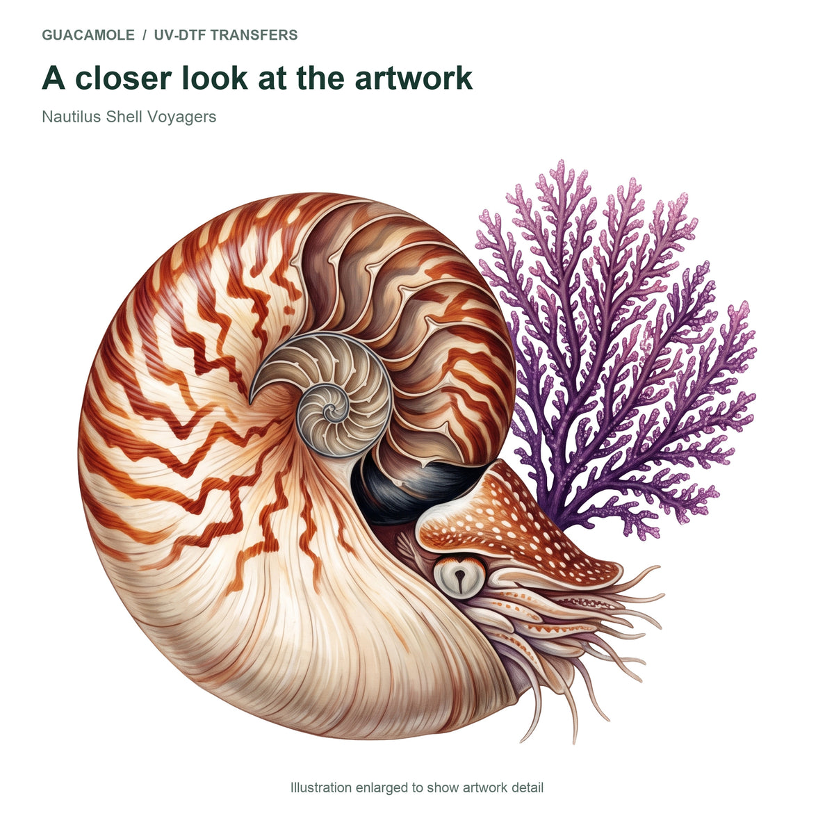 Nautilus Shell Voyagers — Artwork detail