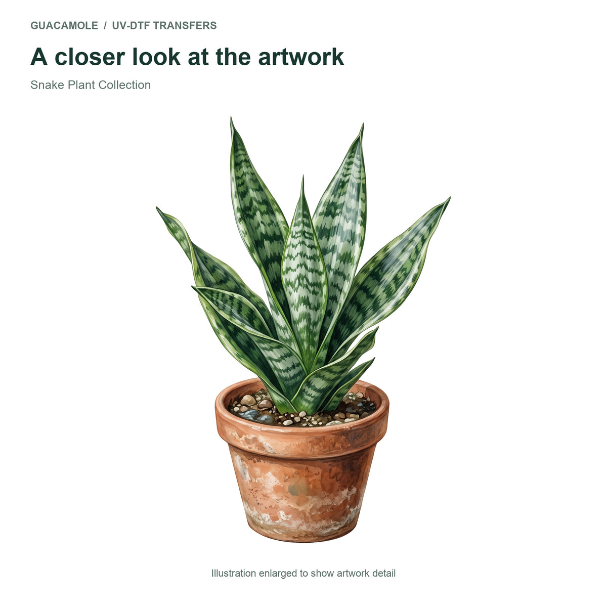 Snake Plant Collection — Artwork detail