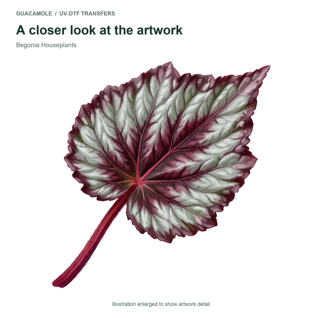 Begonia Houseplants — Artwork detail