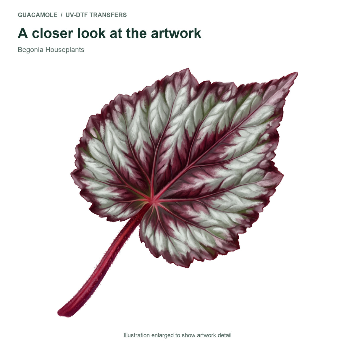 Begonia Houseplants — Artwork detail