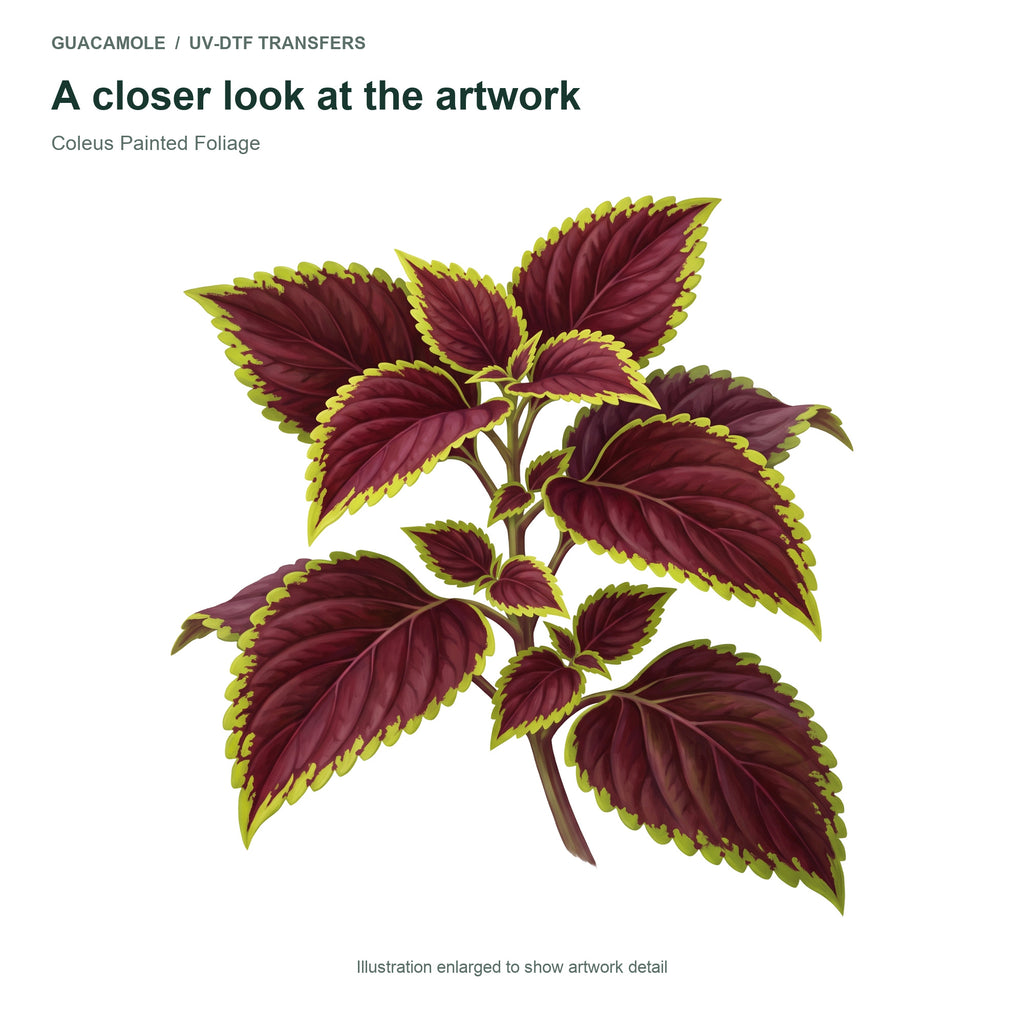 Coleus Painted Foliage — Artwork detail