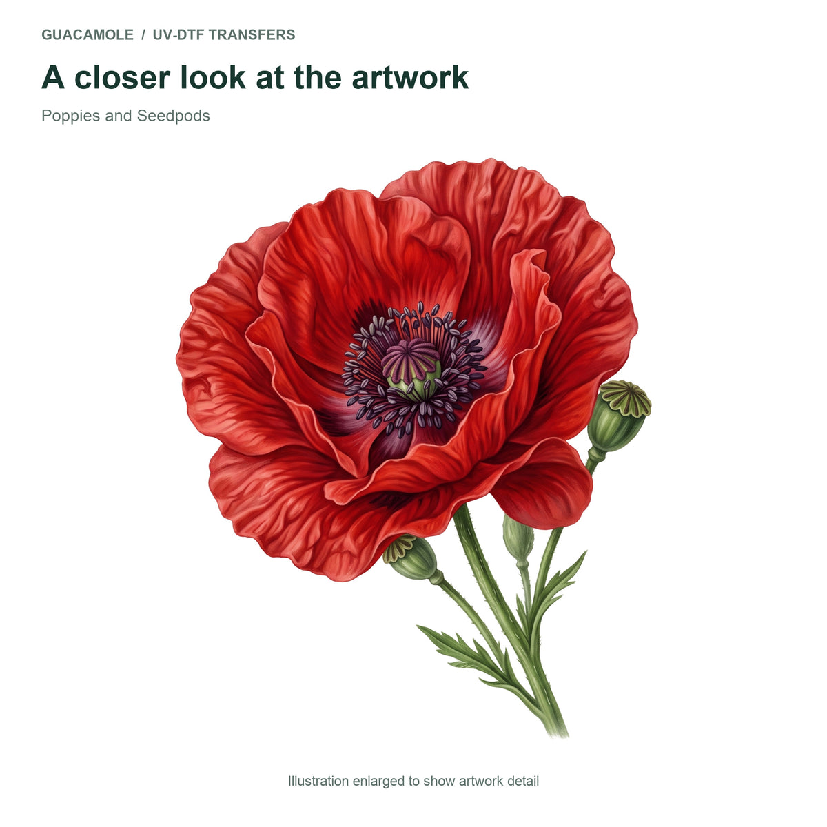 Poppies and Seedpods — Artwork detail