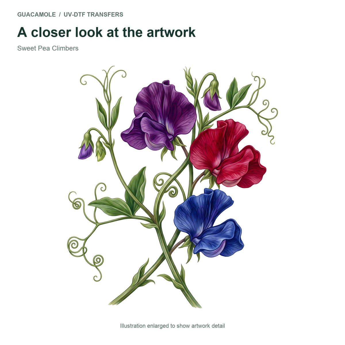 Sweet Pea Climbers — Artwork detail