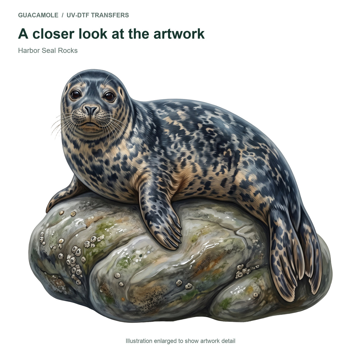 Harbor Seal Rocks — Artwork detail