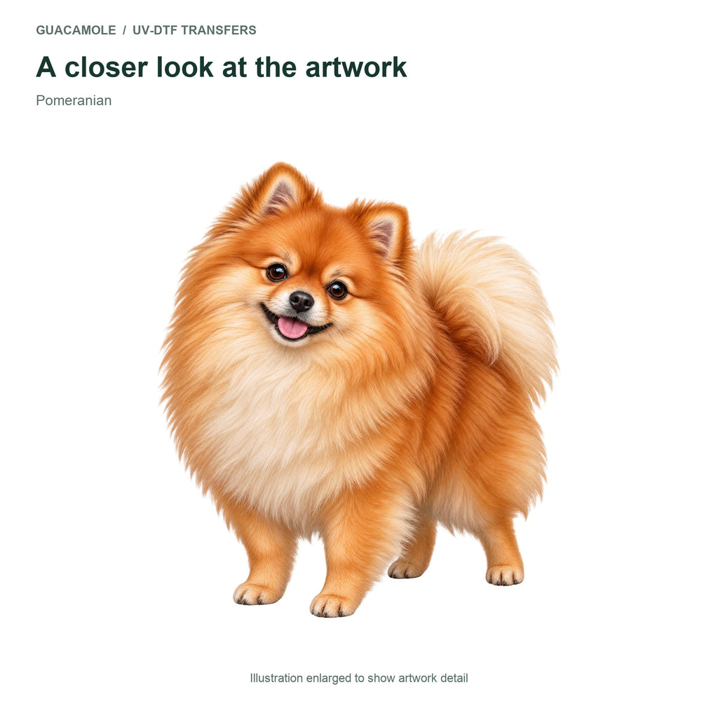 Pomeranian — Artwork detail