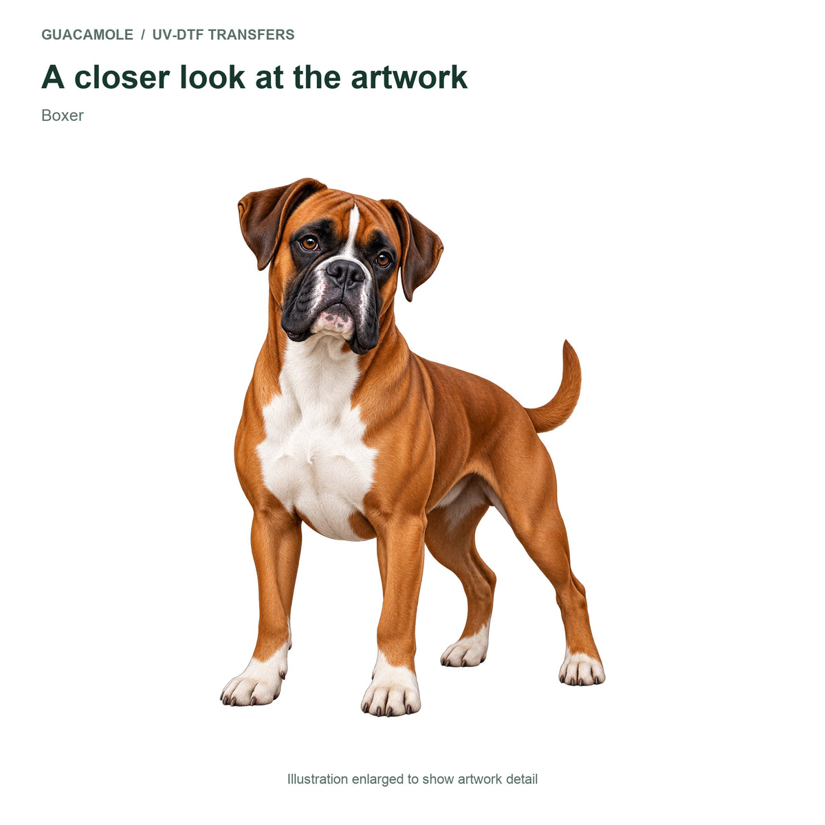 Boxer — Artwork detail