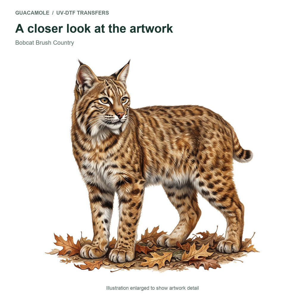 Bobcat Brush Country — Artwork detail